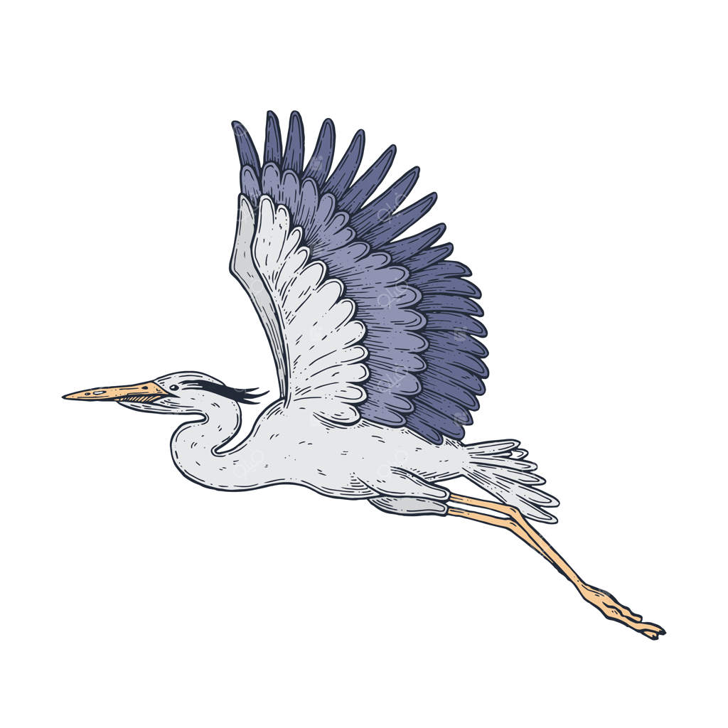 پرواز حواصیل