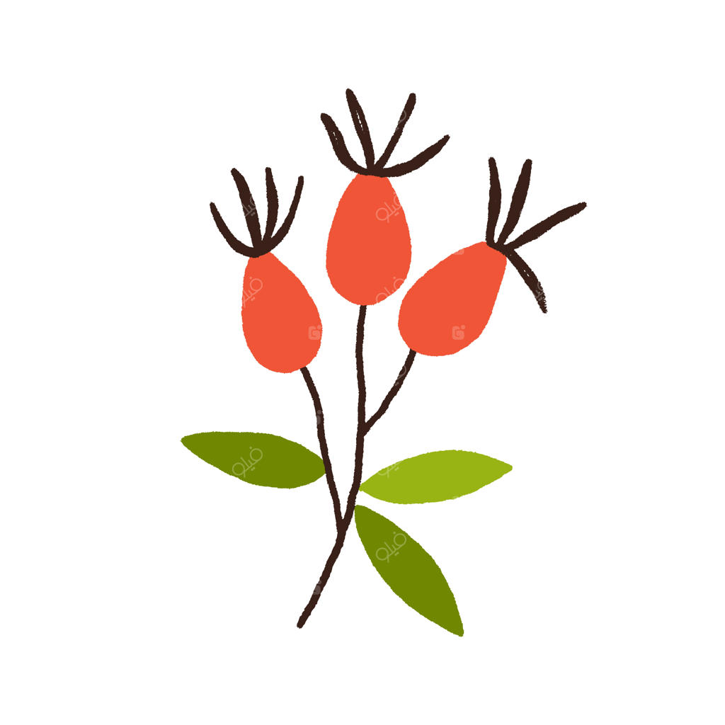 توت‌های گل سرخ روی شاخه با برگ. میوه‌های نسترن وحشی. شاخه نسترن با برگ‌ها. طراحی مدرن گیاهی به سبک خط‌خطی. تصویرسازی وکتور به‌صورت تخت و مجزا بر روی زمینه سفید.