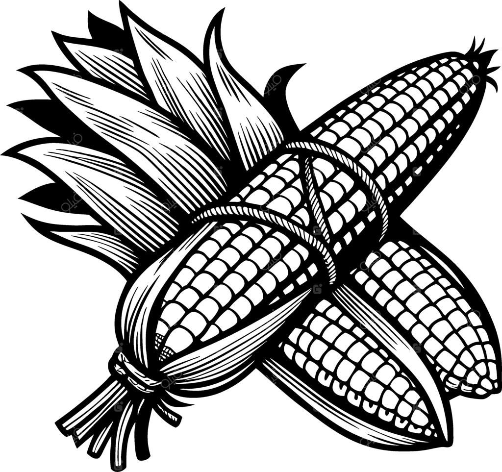 تصویرسازی دقیق دسته‌های ذرت با پوست برای دکوراسیون روستایی و آشپزی ارگانیک