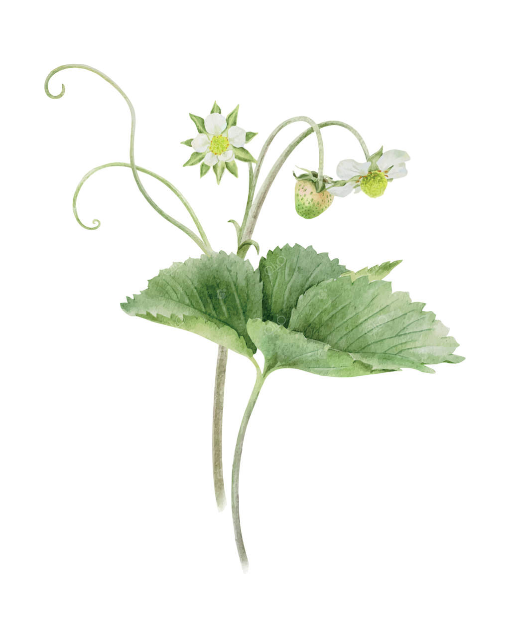 بوته توت‌فرنگی با میوه‌های سبز در حال رسیدن، برگ‌ها و گل‌ها. تصویر‌سازی آبرنگی گیاه باغ. چاپ روستایی دست‌کشیده بوتانیک برای بسته‌بندی، لوازم آرایشی، پوستر، کارت، کشاورزی.