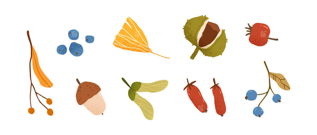 دسته‌ی زیبای پاییزی از انواع توت‌ها، برگ‌ها و میوه‌ها. بلوبری، شاه‌بلوط، برگ نخود، زرشک و بلوط پاییزی. تصویرسازی مسطح پاییزی بر پس‌زمینه‌ی سفید.