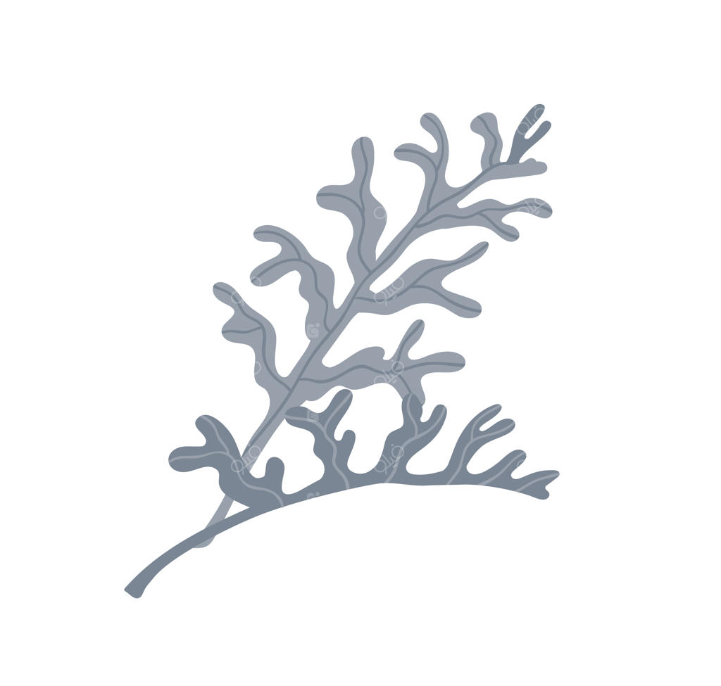 برگ‌های گیاه سینرراریای کم‌رنگ روی پس‌زمینه سفید. عنصر گیاهی گل‌دار. تصویرسازی وکتور تک‌رنگ و ساده.