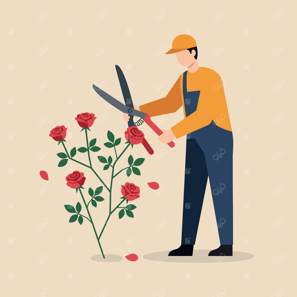 باغبان در حال هرس بوته رز قرمز با قیچی بزرگ در تصویر ساده و تخت