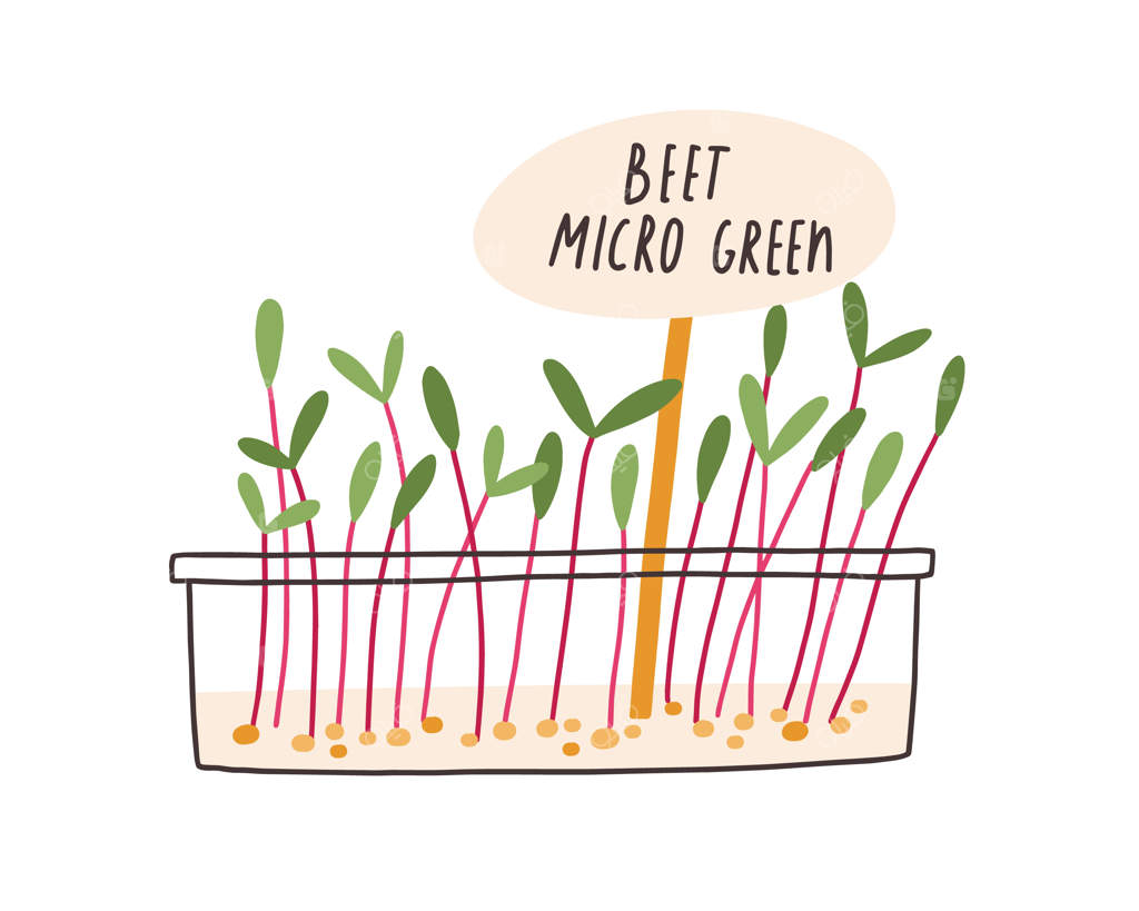 رشد میکروگرین‌های تازه در گلدان: میکروگرین چغندر همراه با برچسب گیاه. جوانه‌ها و نهال‌های سبز در گلدان. تصویرسازی وکتور از گیاهان، جدا شده روی پس‌زمینه سفید.