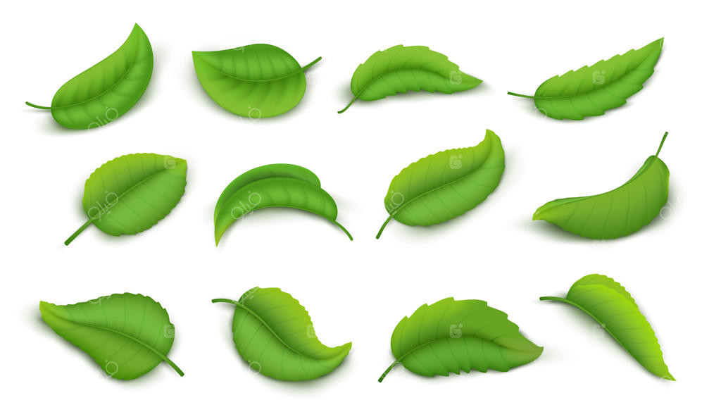 برگ‌های واقعی: مجموعه‌ای از برگ‌های سبز بهاری