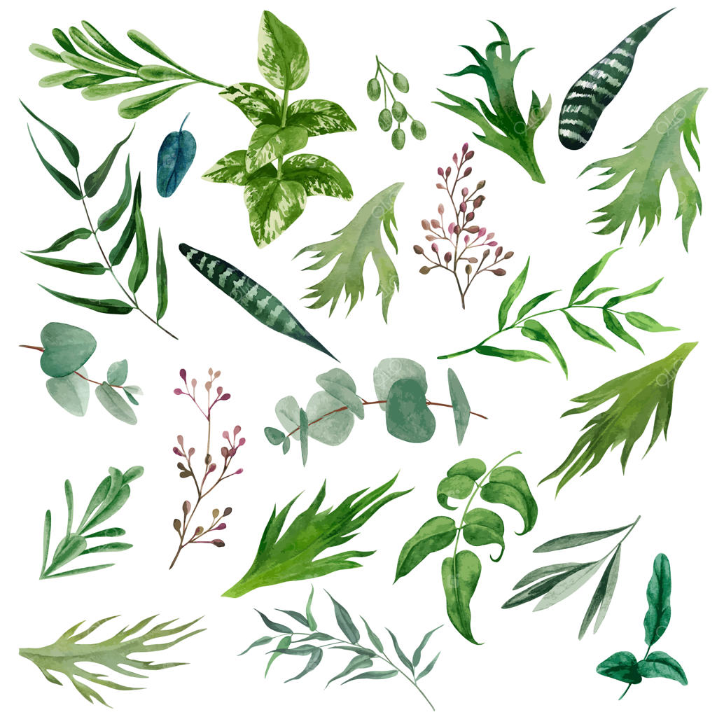 مجموعه‌ای از برگ‌ها و شاخه‌های آبرنگی، طراحی شده با دست