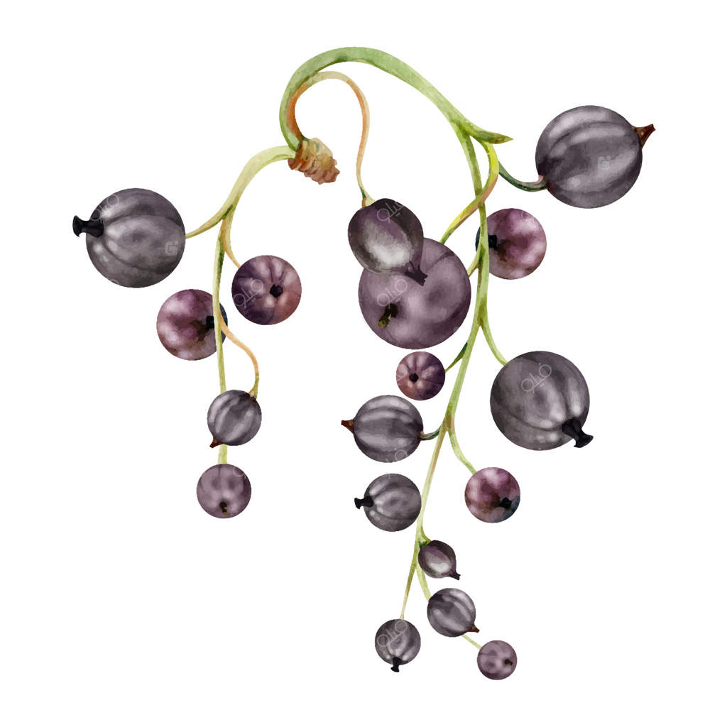 خوشه انگور فرنگی: انگور سیاه، قرمز و سفید سنجد باغ براق و آبدار. عکس botanical مجزا، نقاشی آبرنگ دست‌ساز. بسته‌بندی مواد غذایی، برندینگ آشپزی.