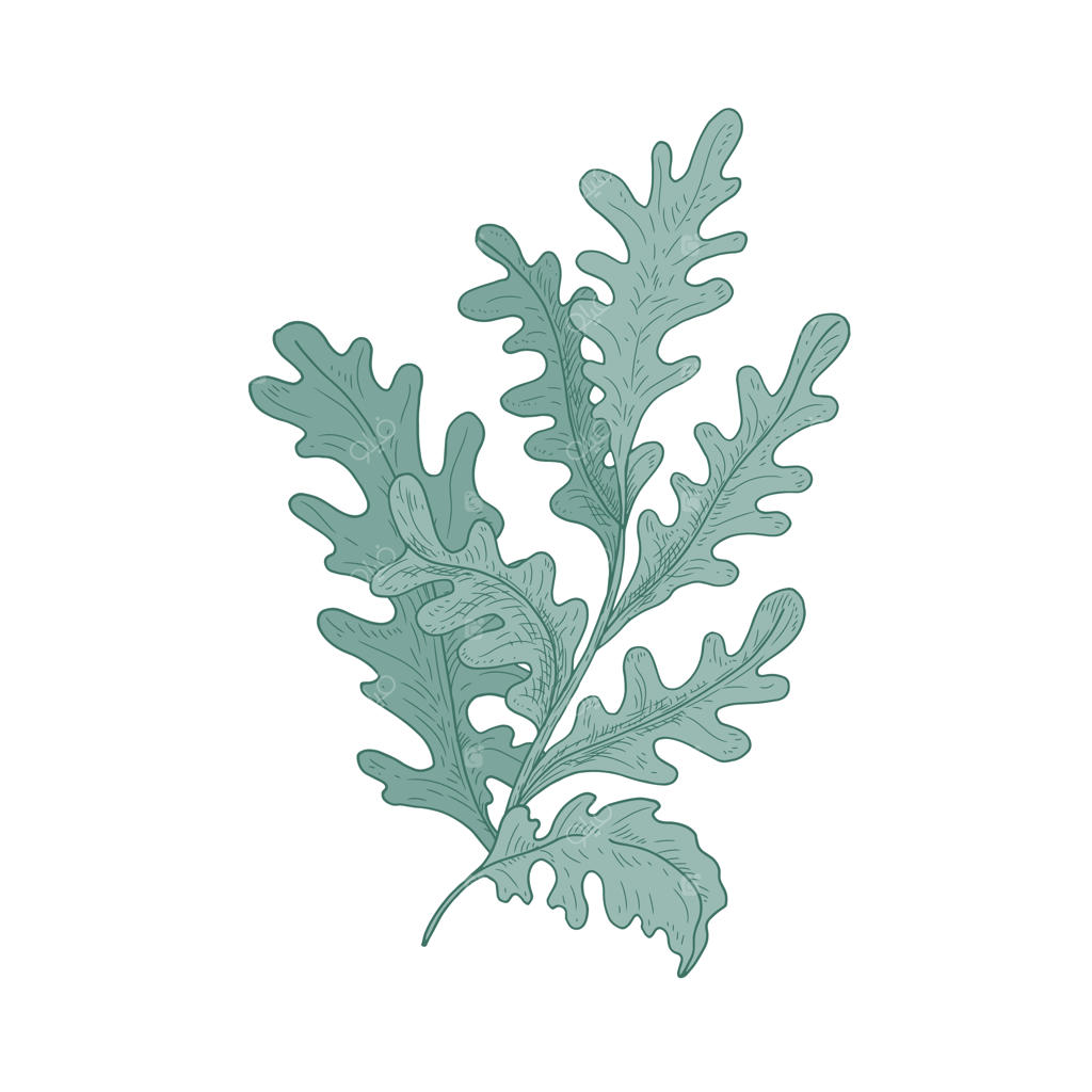 سینریای تزئینی زیبا با برگ‌های سفید – طراحی دستی مجزا روی زمینه سفید