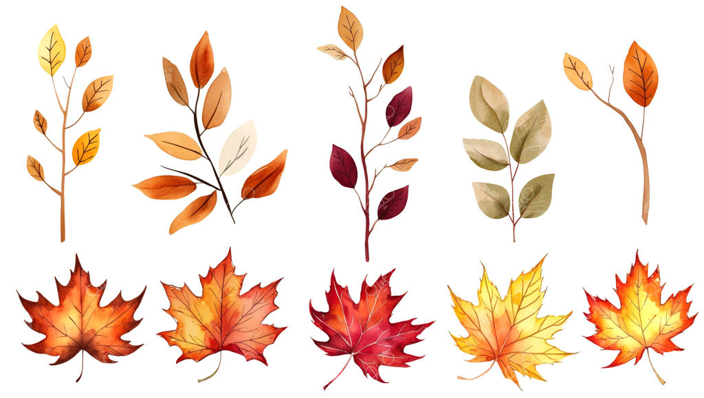 مجموعه‌ای از برگ‌ها و شاخه‌های پاییزی آبرنگی: برگ‌های رنگارنگ افرا و برگ‌های فصلی. تصویرسازی پاییزی.