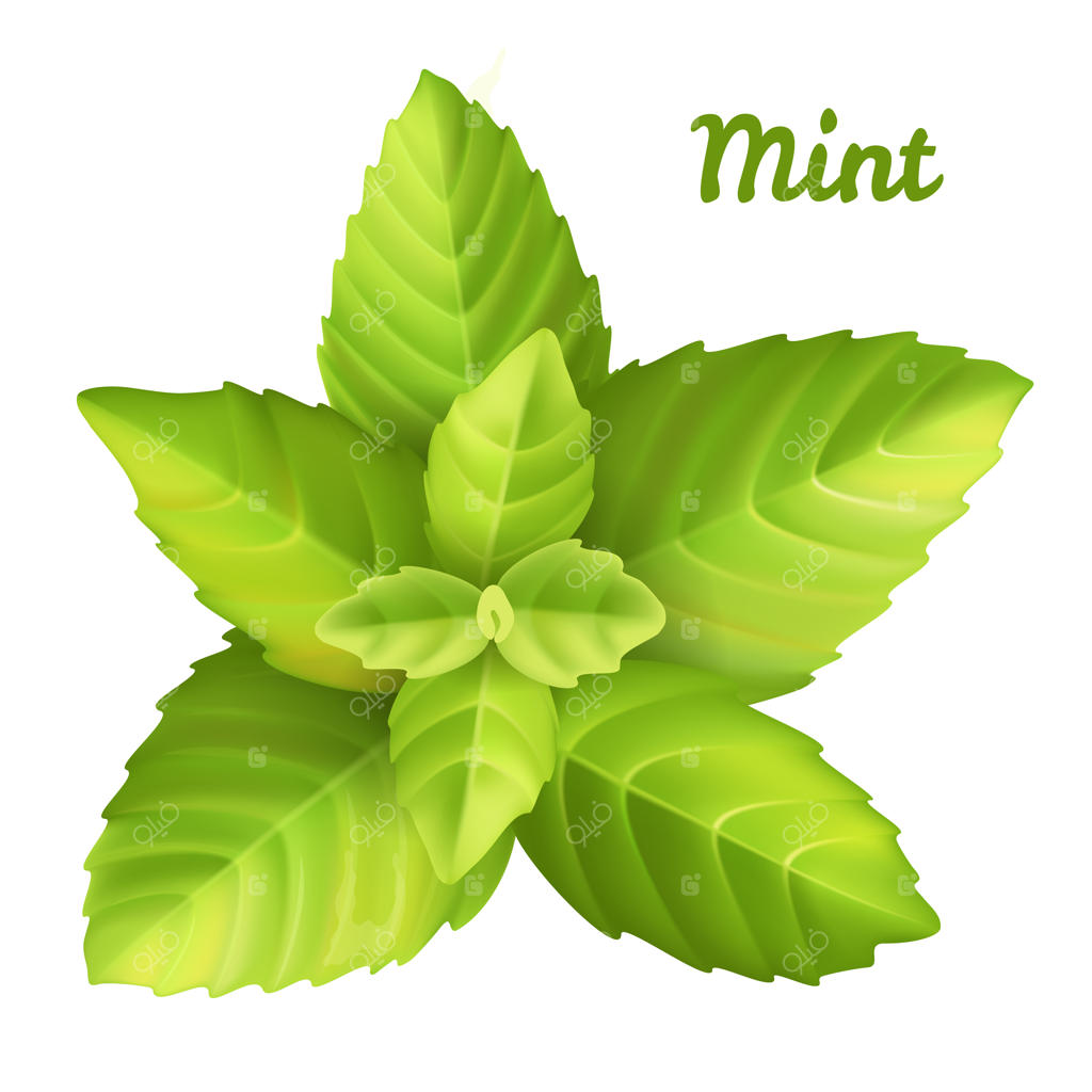 برگ‌های تازه نعناع