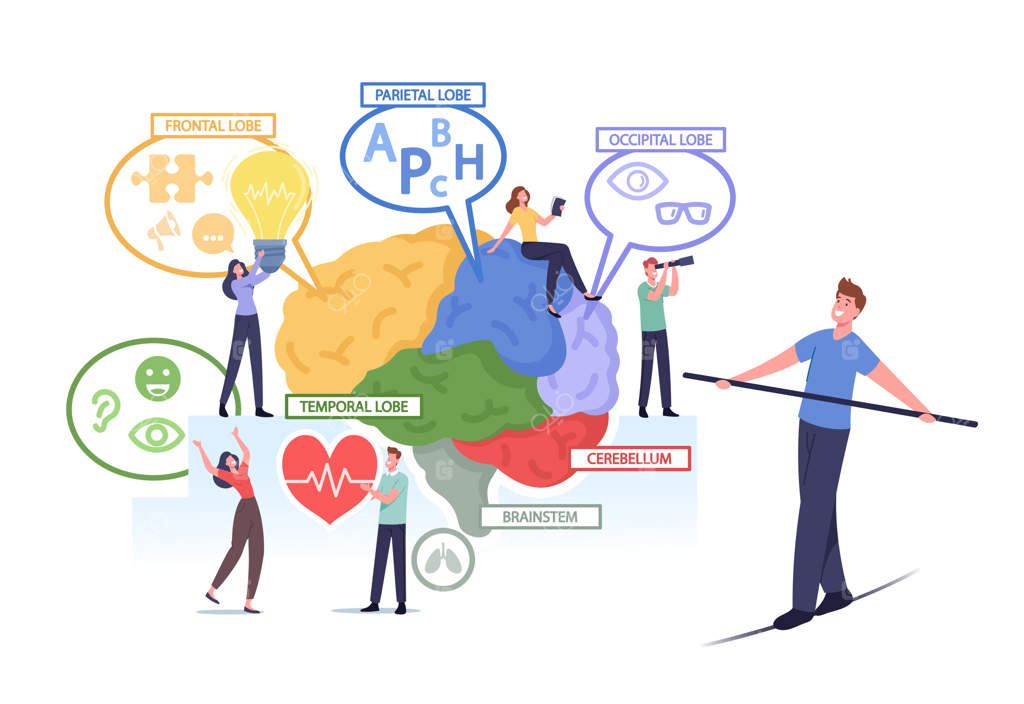 شخصیت‌های کوچک مرد و زن بر روی آناتومی بزرگ مغز انسان با قسمت‌های رنگی جدا شده: لوب‌های پیشانی، آهیانه‌ای، پس‌سری، گیجگاهی، مخچه و ساقه مغز. تصویرسازی کارتونی انسان‌ها به صورت وکتور
