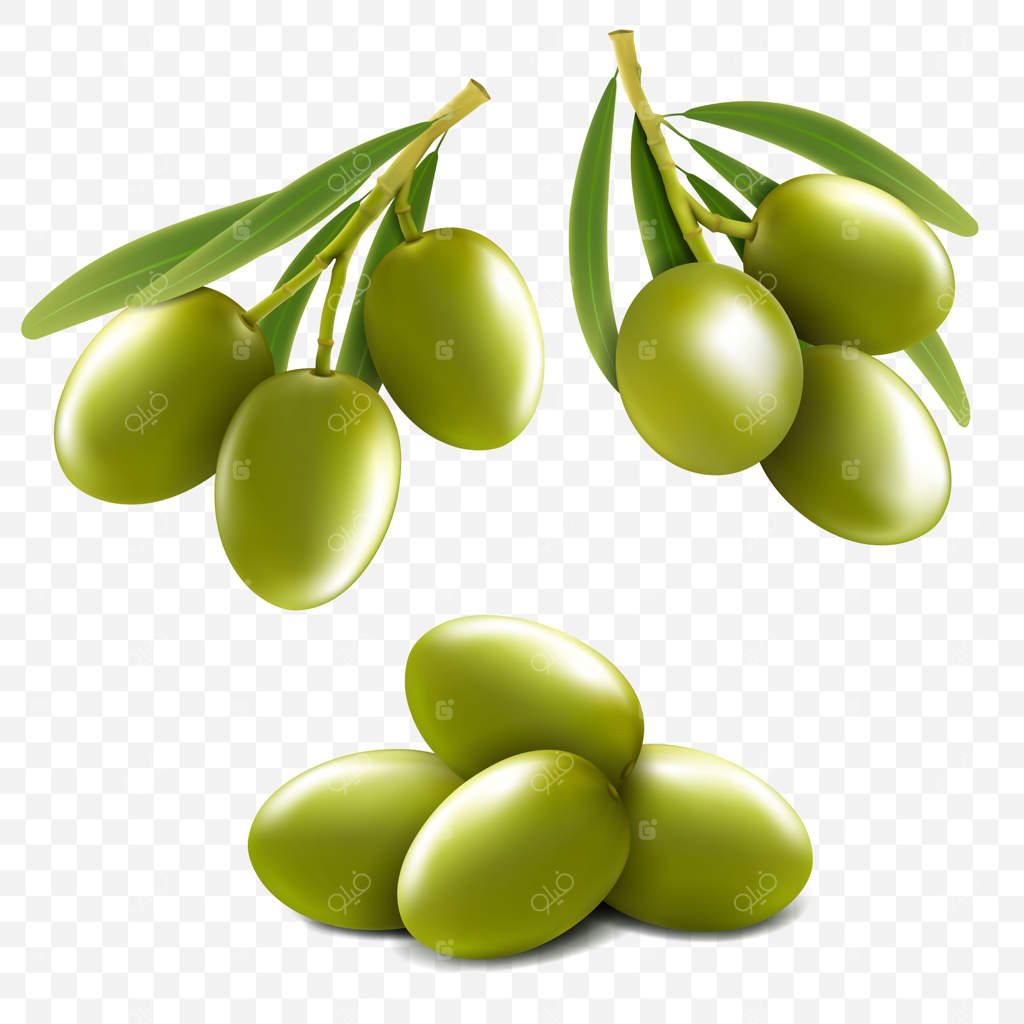 مجموعه‌ای از شاخه‌های زیتون سبز واقع‌گرایانه با پس‌زمینه شفاف. تصویر برداری سه‌بعدی.