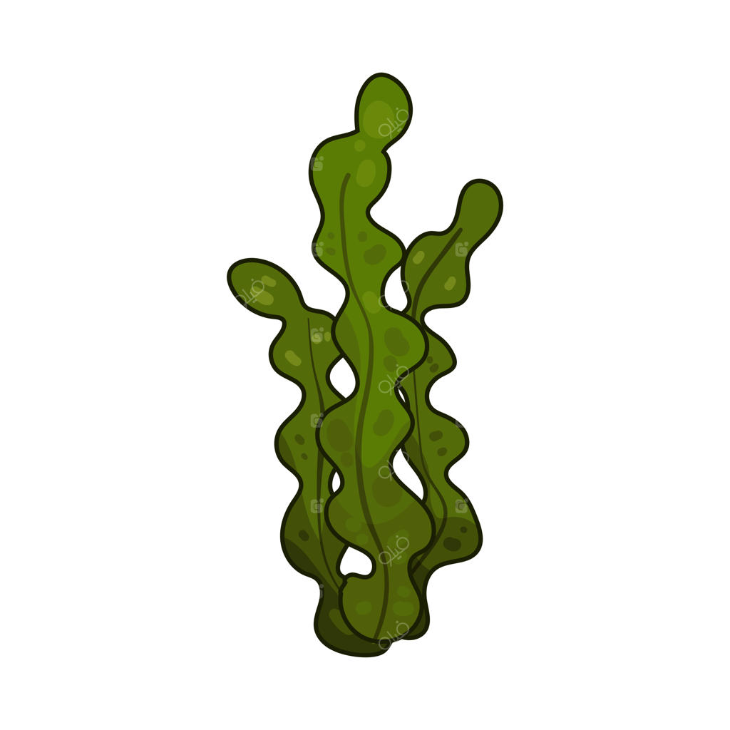 جلبک دریایی