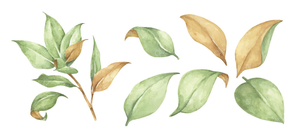 مجموعه عناصری از برگ‌های سبز