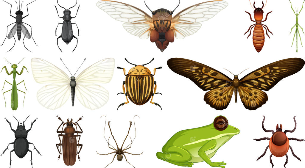 مجموعه حشرات مختلف بر روی زمینه سفید