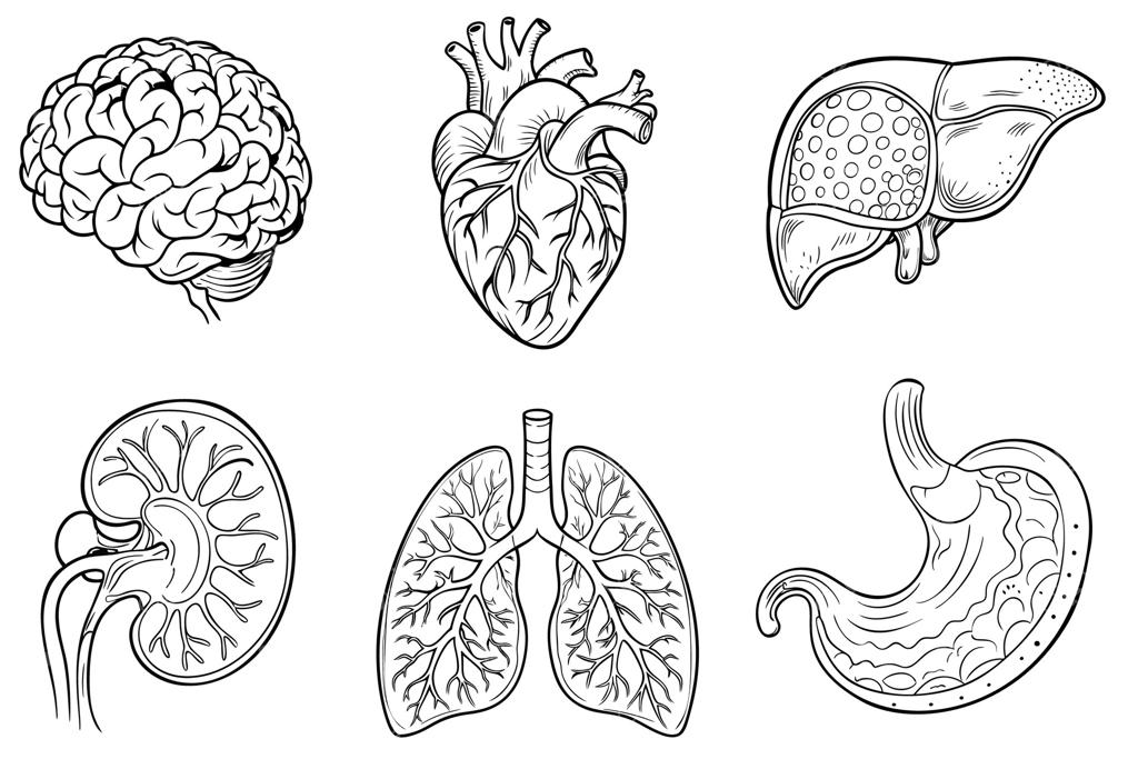 مجموعه‌ای از آیکون‌های جداگانه با اندام‌های داخلی بدن انسان به سبک کارتونی