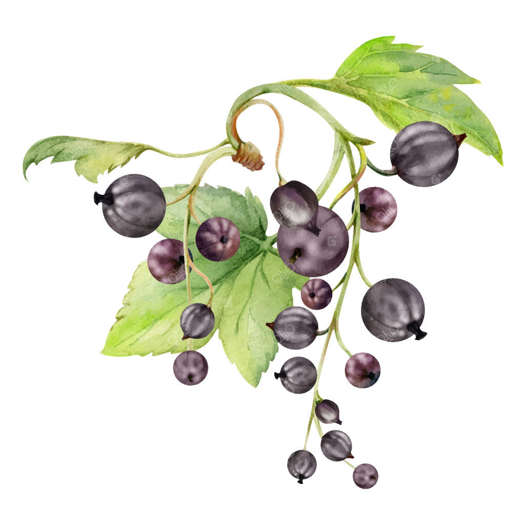 خوشه فیسالیس با برگ‌ها، انگورفرنگی، انگور کوهی و توت باغی رسیده، نقاشی آبرنگی دستی. تصویر گیاهی جداگانه. منوی فصلی، چای‌های گیاهی درمانی دست‌ساز.