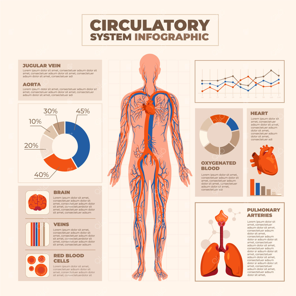 اینفوگرافیک تخت دستگاه گردش خون بدن انسان همراه با آمار