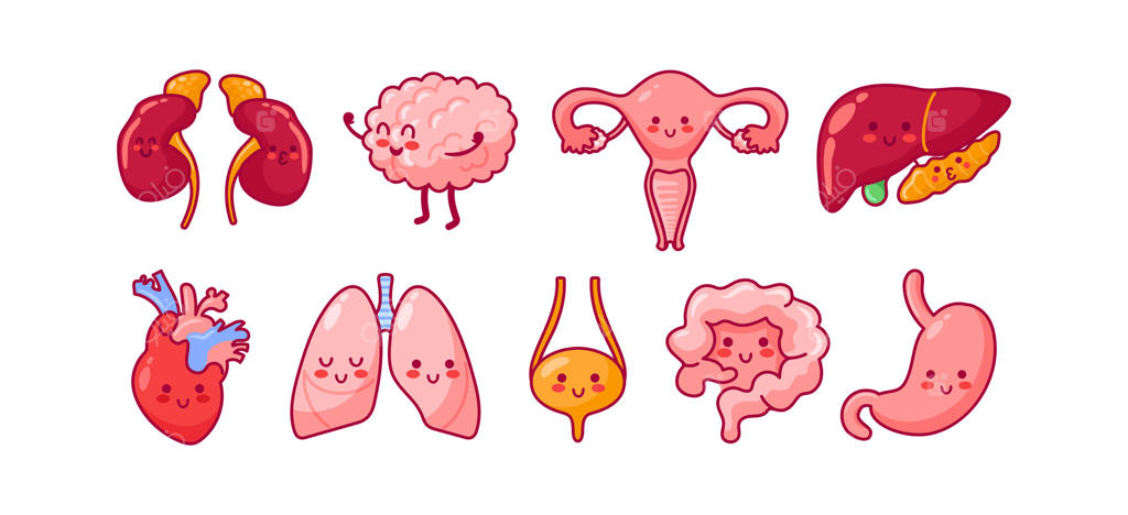 شخصیت‌های بامزه و رنگارنگ اندام‌های بدن مثل کلیه، مغز، رحم، کبد، قلب، ریه، مثانه، روده و معده با چهره‌های دوست‌داشتنی و شاد.