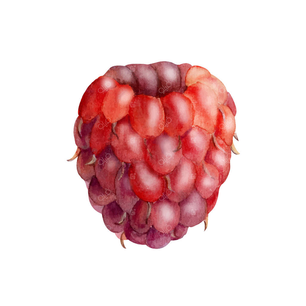 میوه رسیده تمشک: نقاشی دست‌ساز با آبرنگ، شاتوت، بویزن‌بری، شاه‌توت، لوگان‌بری، و کلودبری. تصویرسازی گیاه‌شناسی برای کتاب‌های دستور غذا، بازار کشاورزان دستی، و باغبانی دوست‌دار محیط زیست.