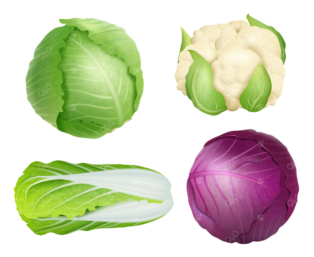 کلم: غذایی گیاهی و تازه، سالم و طبیعی. مواد اولیه کشاورزی، سالاد سبز و تصاویر وکتور واقع‌گرایانه. ماده اولیه کلم، سبزی تازه، کشاورزی طبیعی.