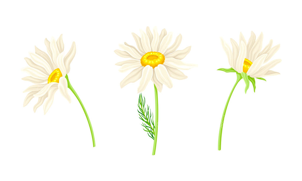 سه گل مروارید سفید در موقعیت‌های مختلف