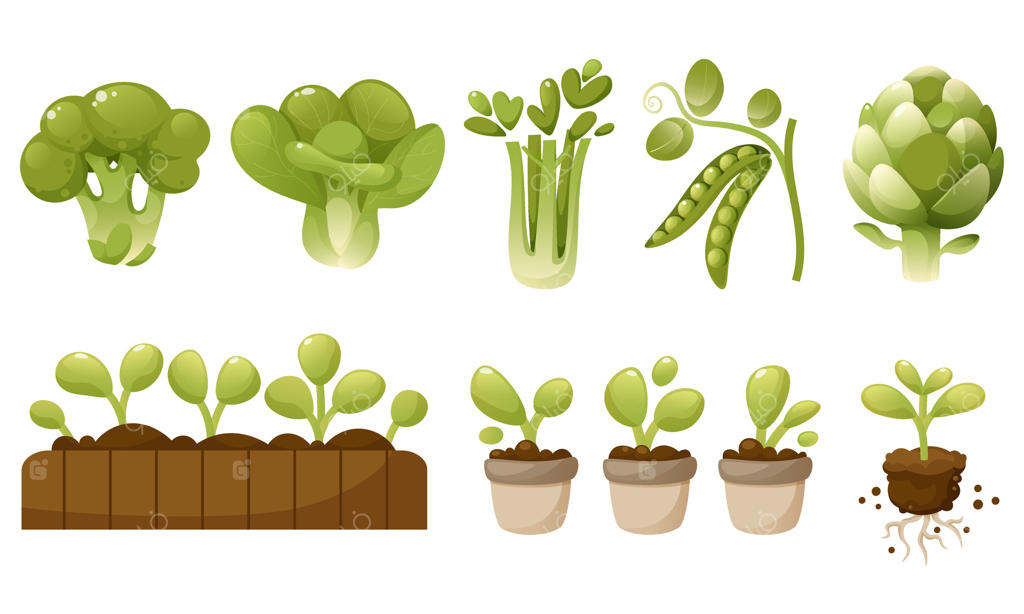 مجموعه سبزیجات و سالادهای سبز: انواع سبزی‌ها مانند کلم بروکلی، گل کلم، کنگر فرنگی، نخود فرنگی، کرفس، میکرو سبزیجات. غذای ارگانیک سالم، گیاهخواری و برداشت محصولات سبز باغبان.