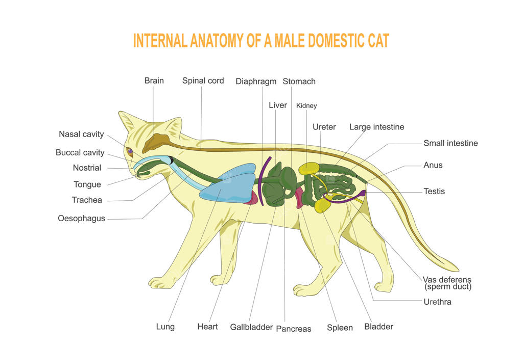 آناتومی داخلی بدن گربه اهلی. گوشت‌خواران. پستانداران.
