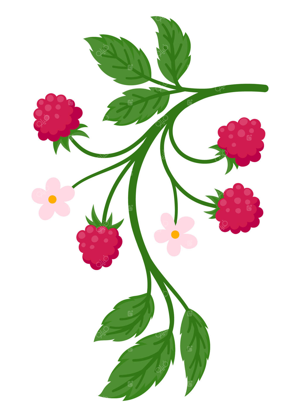 شاخه تمشک با برگ‌های سبز شاداب و گل‌های صورتی