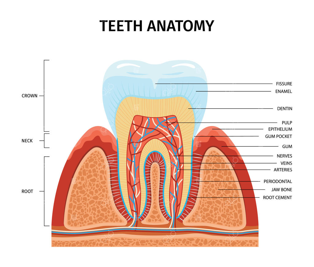اینفوگرافیک ساختار و آناتومی دندان