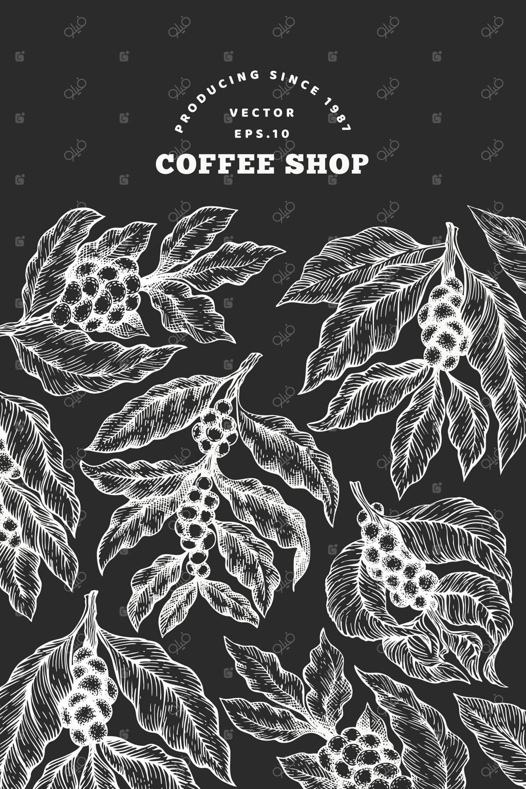 تصویر شاخه درخت قهوه به سبک دست‌کشیده و حکاکی قدیمی