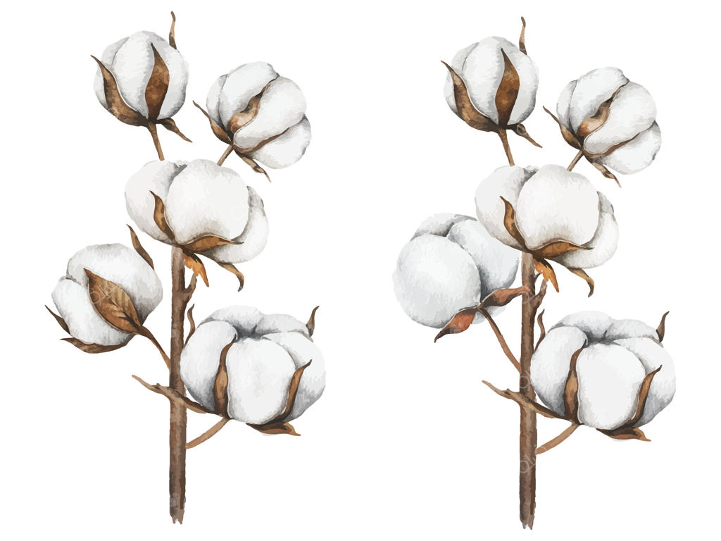 ترکیب زیبا از گل‌های پنبه‌ای آبرنگی به صورت برداری وکتور