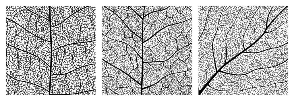 نمای نزدیک از بافت برگ سبز با جزئیات ظریف رگبرگ‌ها و نمایش الگوهای گیاهی طبیعت