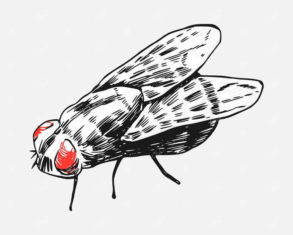 وکتور طرح اسکچ مگس با پس‌زمینه ایزوله؛ تصویرسازی حشره موذی و آفت