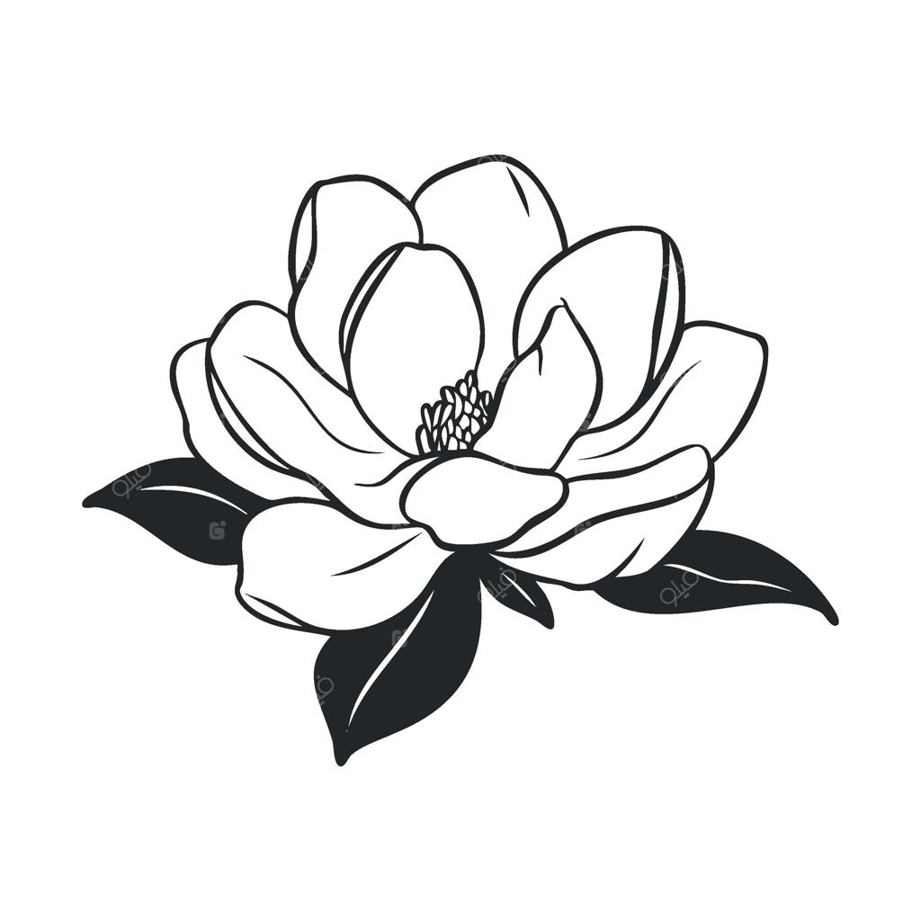 طراحی گل مگنولیا شیک برای دکور و هنر بهاری