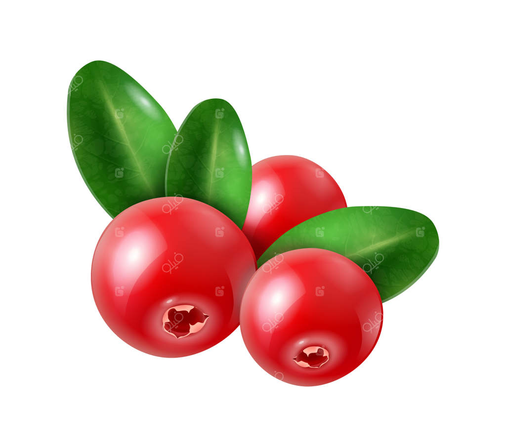 ترکیب واقعی توت‌ها با تصویر ایزوله از زغال‌اخته با برگ‌های رسیده روی پس‌زمینه ساده وکتور ایلاستریشن