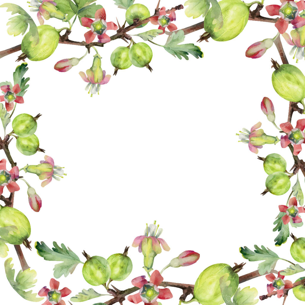 توت‌های انگورفرنگی، برگ‌ها، غنچه‌های گل بر روی شاخه‌های تیغ‌دار، نقاشی آبرنگ. توت‌های رسیده‌ی ساسکاتون، انگور فرنگی و کشمش سیاه. قاب مربعی جدا برای تصویرسازی. کتاب آشپزی مربا، تقویم کشاورز.