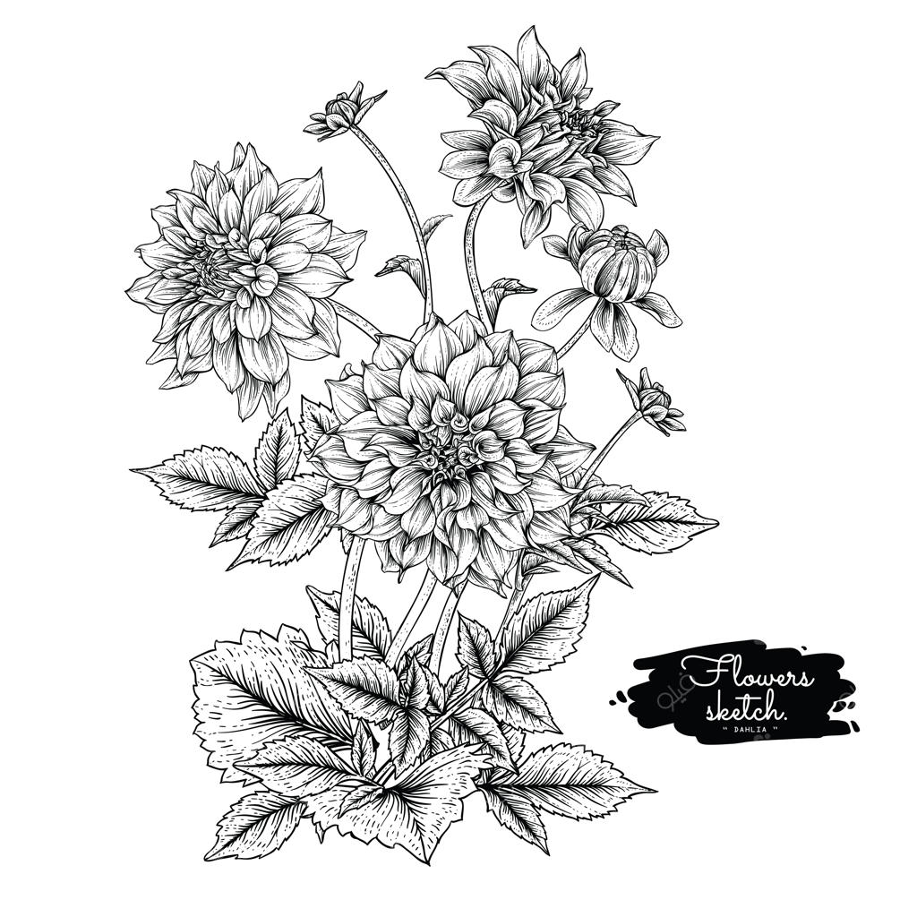 نقاشی‌های برگ و گل کوکب