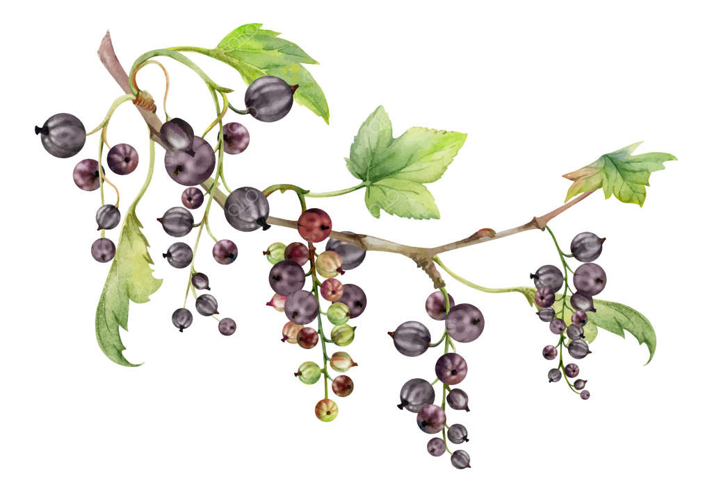 تصویر دست‌کشیده‌ی آبرنگی از خوشه‌های انگور فرنگی و انگور سیاه در باغ، دارای برگ‌های سبز. مناسب برای برچسب‌های محصولات ارگانیک، شمع‌های معطر، و مربا.