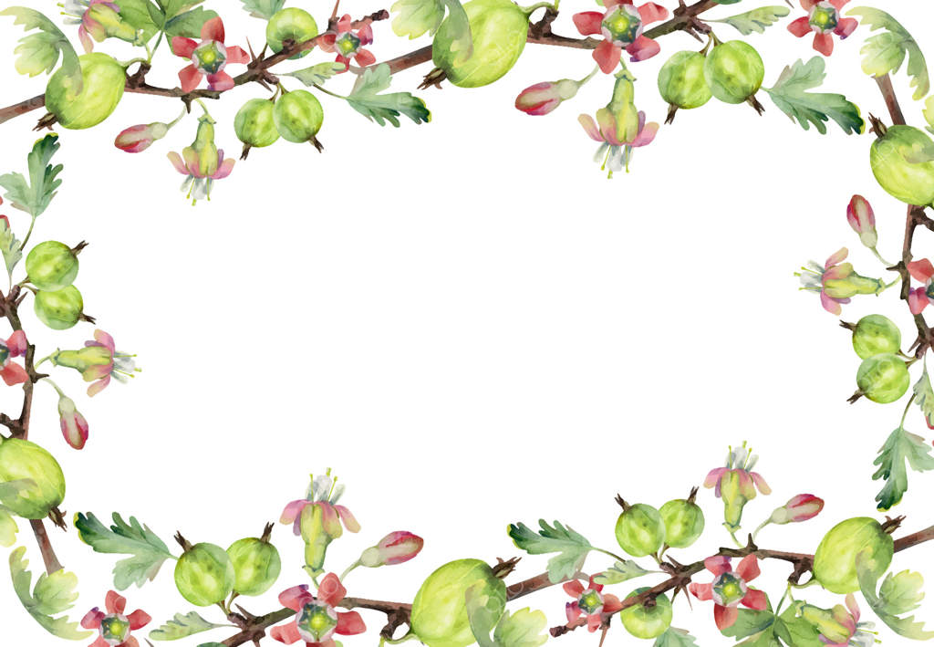 انگور فرنگی، برگ‌ها و غنچه‌های گل بر روی شاخه‌های خار‌دار، نقاشی آبرنگ. میوه‌های رسیده خرداد بی‌ری، کشی و توت‌سیاه. قاب مرزی مجزا. کتاب آشپزی خانگی، تقویم کشاورز.