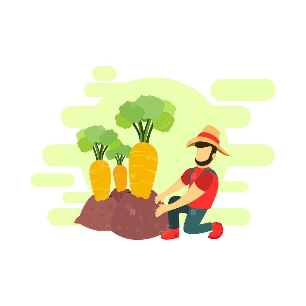 کشاورز با هویج در باغ، تصویرسازی