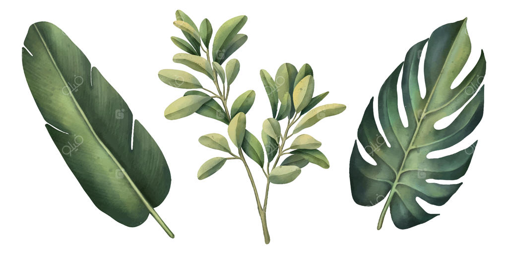 مجموعه‌ای از گیاهان گرمسیری با پس‌زمینه سفید نقاشی آبرنگی - برگ‌های نخل و تابستانی