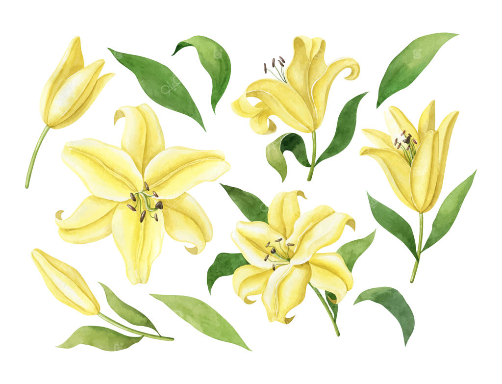 مجموعه کلیپ آرت آبرنگی با طرح‌های گیاه‌شناسی سوسن‌های زرد برای کارت دعوت عروسی