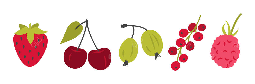 مجموعه توت‌های باغی: تصویر کارتونی گیلاس، توت‌فرنگی، تمشک، انگورفرنگی و انگورک. خوراکی‌های ارگانیک و مواد اولیه برای آب‌میوه تازه. جدا شده بر روی زمینه سفید.