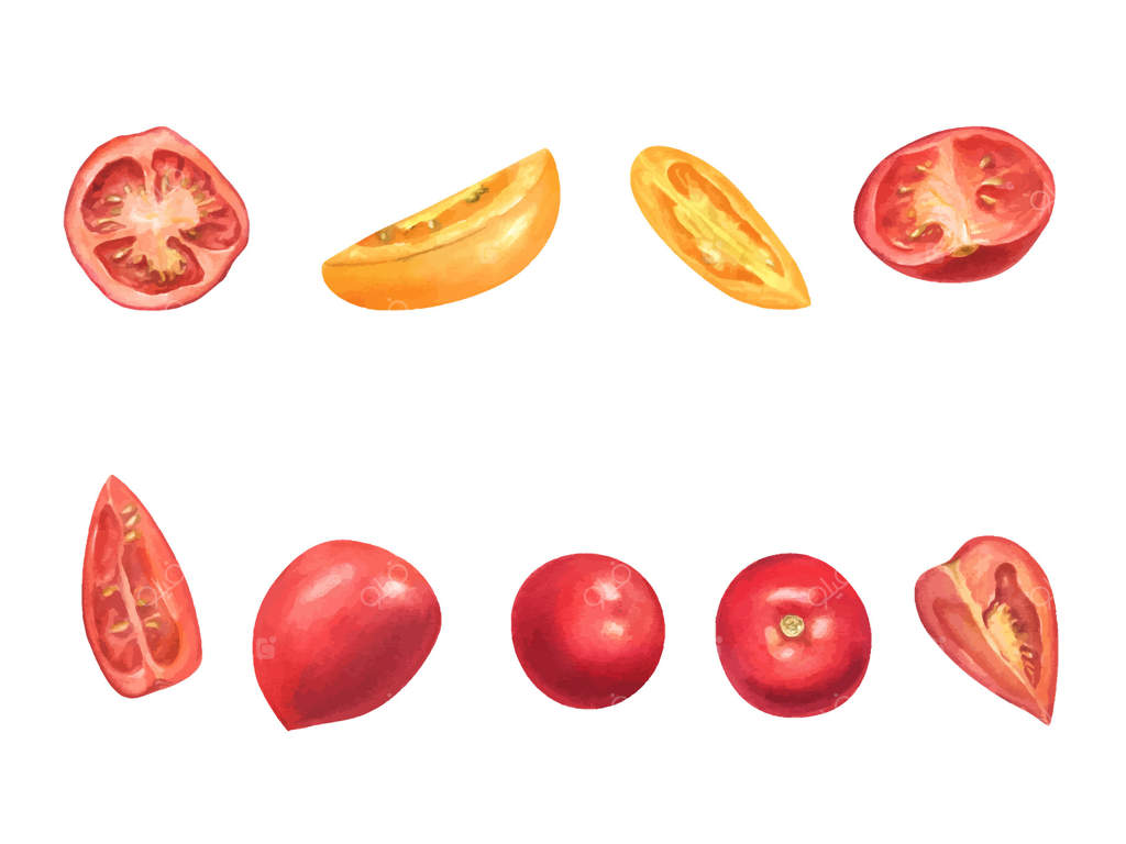 تصویرسازی آبرنگی از گوجه فرنگی‌های قرمز و زرد تازه - پس‌زمینه‌ای جداگانه. شامل گوجه‌های کامل، نیمه و برش‌خورده از سبزیجات تابستانی باغ. مناسب برای طراحی‌های از مزرعه تا میز، برندینگ غذای ارگانیک و کتاب‌های آشپزی.