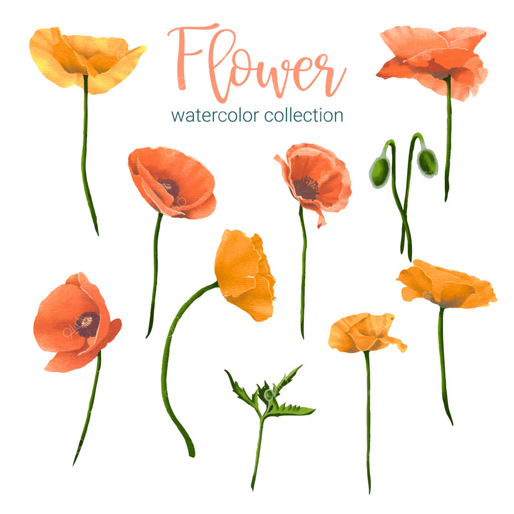 مجموعه بزرگ گیاهان دارویی: مجموعه‌ای از اجزای جداگانه و ترکیب آنها برای ایجاد یک دسته گل زیبا از گل‌های وحشی در سبک آبرنگ بر روی پس‌زمینه سفید به صورت تصویرسازی وکتور تخت.