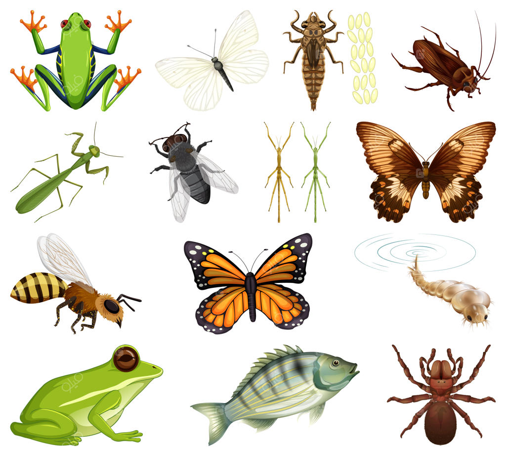 انواع حشرات و حیوانات در پس‌زمینه سفید