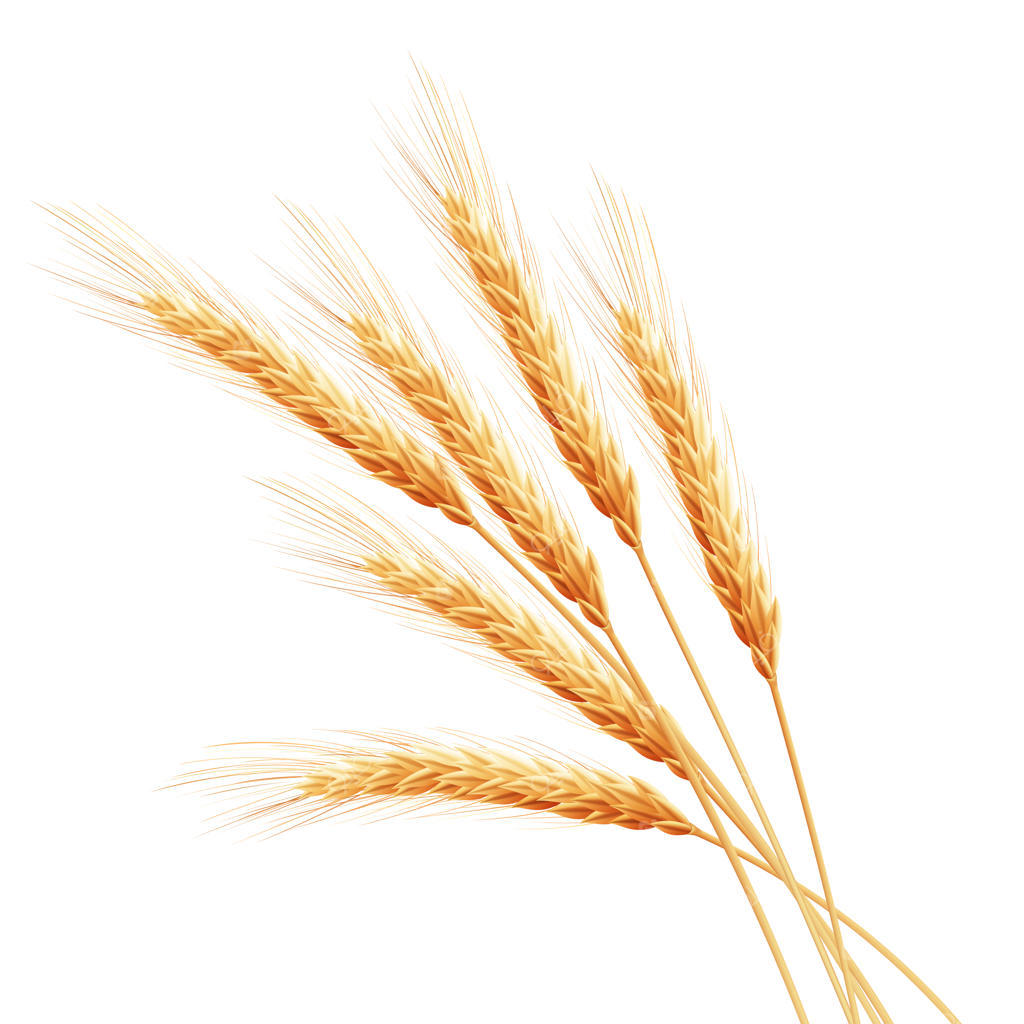 خوشه‌های گندم با فضای خالی برای متن.