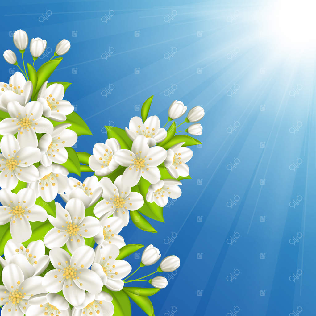 شکوفه دادن گیلاس