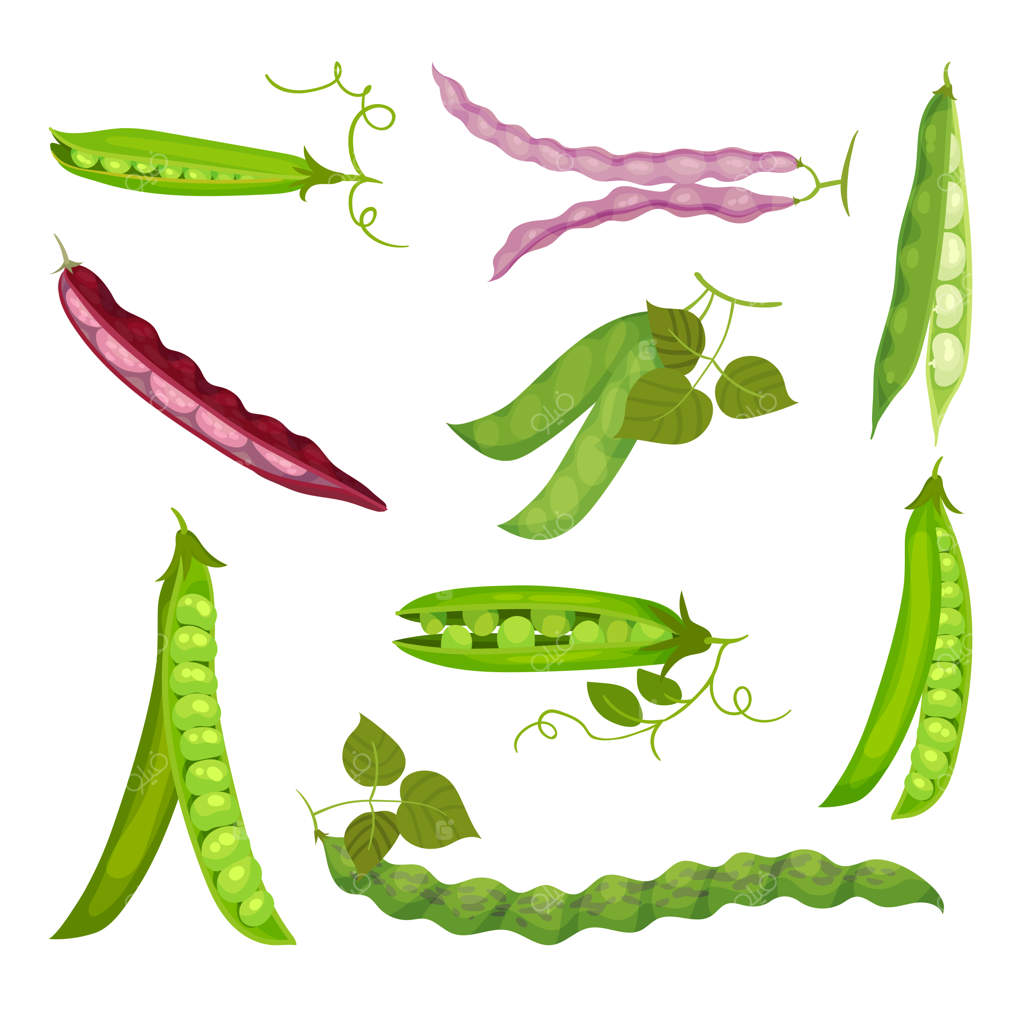 مجموعه‌ای از تصاویر غلاف نخود و لوبیا. تصویرسازی روی زمینه سفید.